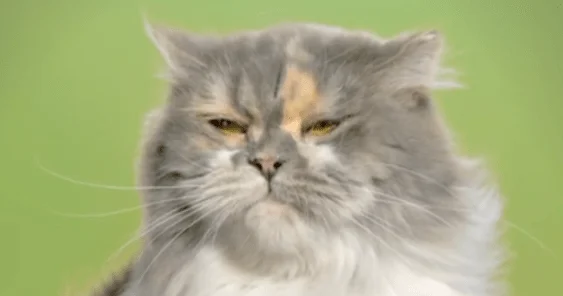 cat carefree 563.png