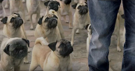 vodafone_pug_563.jpg