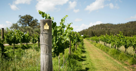 wine_australia_563.jpg