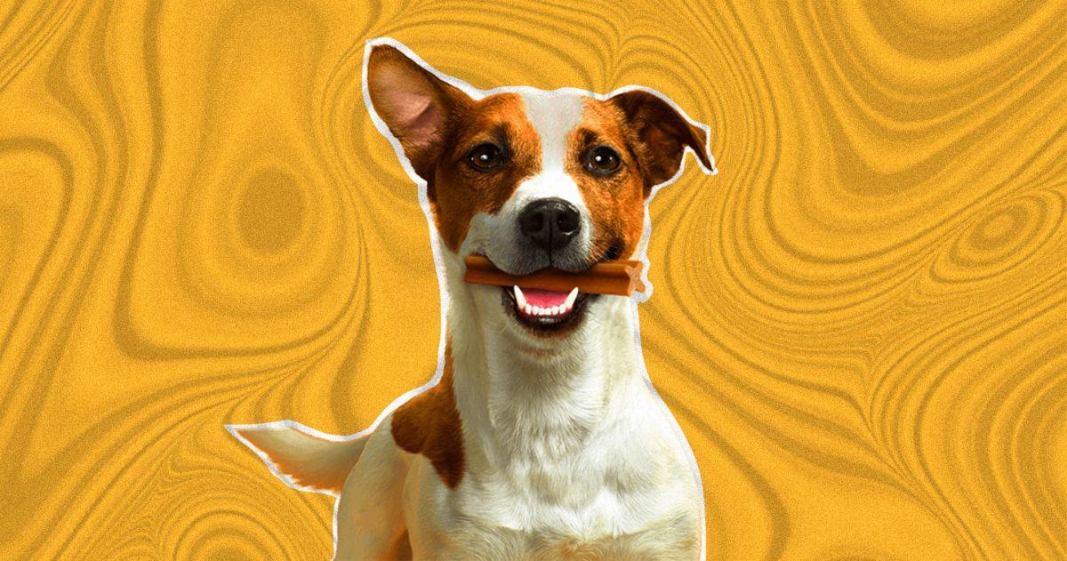 Dentabone hotsell dog smile