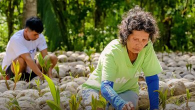 Plant a Tree for Free HERO