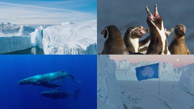 The Antarctica flag is being redesigned hero