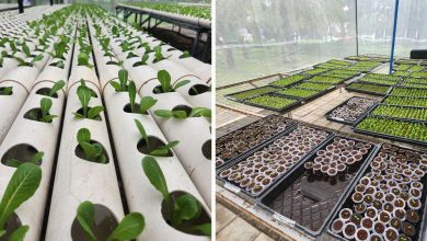 Rise Against Hunger Philippines Good Food Farm hero