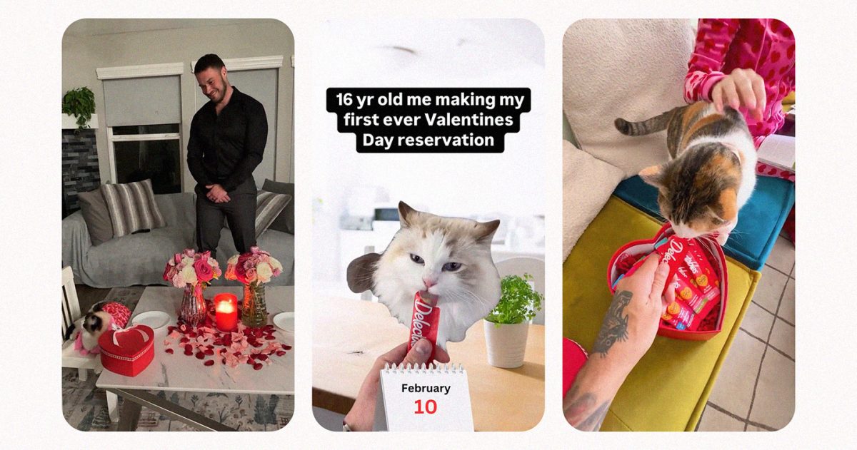 Feline filled Valentines Day hero